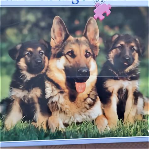 alsatian dog wiki|alsatian dogs for sale uk.